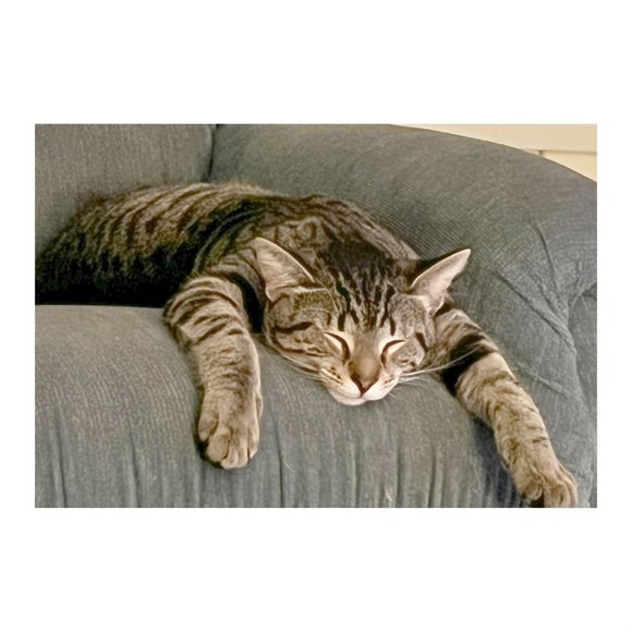 MEET MY POSH BUDDY BABY GIRL & RAVEN& COOKIE TIGGER MIDNIGHT - Picture 12 of 13